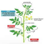 secret for bigger and better tomatoes